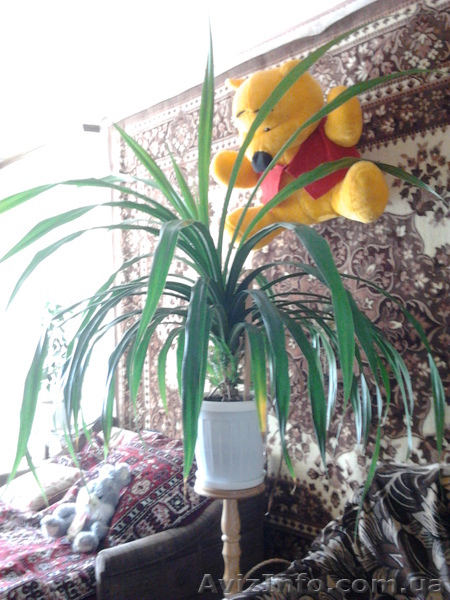 Продаю: цветок Панданус, Полтава - <ro>Изображение</ro><ru>Изображение</ru> #3, <ru>Объявление</ru> #335699
