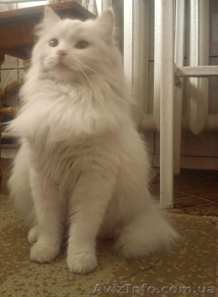 Белая пушистая кошечка  3 месяца - <ro>Изображение</ro><ru>Изображение</ru> #2, <ru>Объявление</ru> #320901