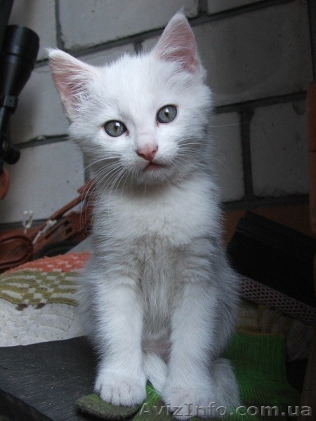 Белая пушистая кошечка  3 месяца - <ro>Изображение</ro><ru>Изображение</ru> #1, <ru>Объявление</ru> #320901