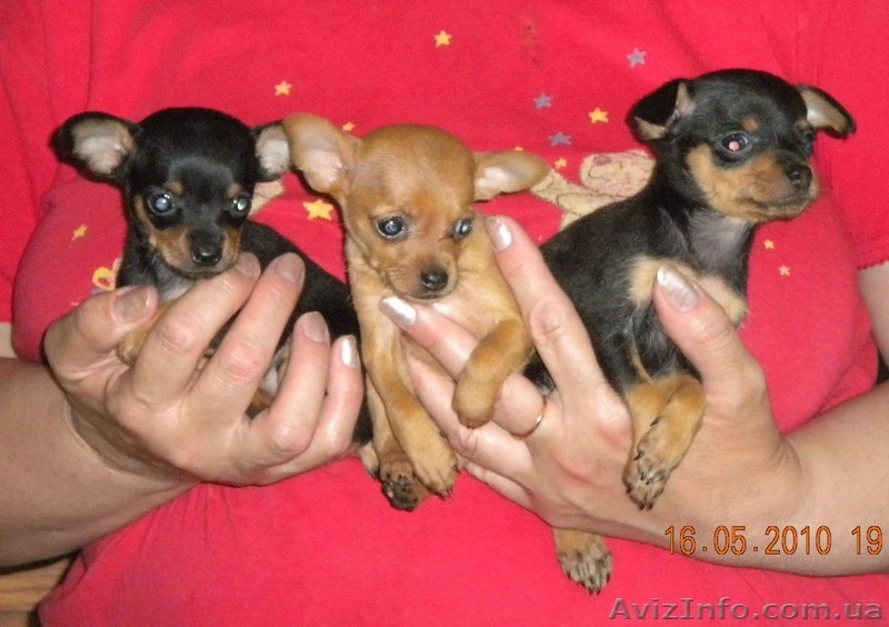 щенки русский той терьер от родителей чемпионов - <ro>Изображение</ro><ru>Изображение</ru> #3, <ru>Объявление</ru> #386302