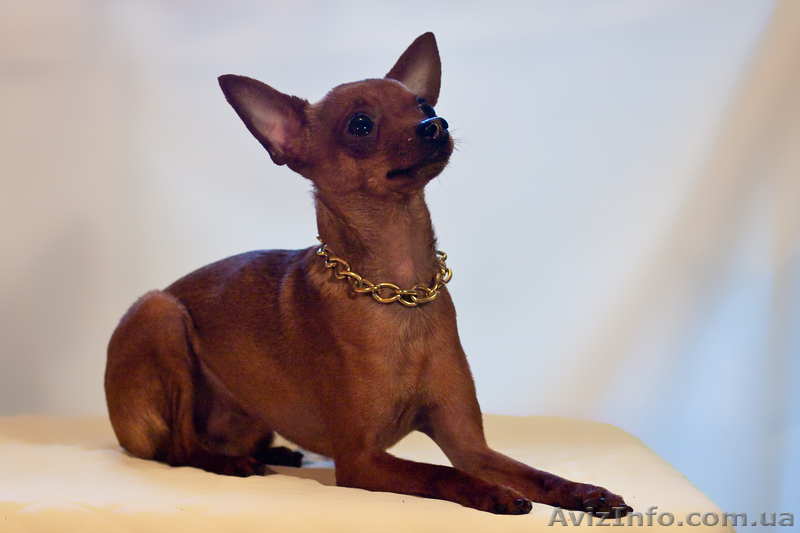 щенки русский той терьер от родителей чемпионов - <ro>Изображение</ro><ru>Изображение</ru> #2, <ru>Объявление</ru> #386302