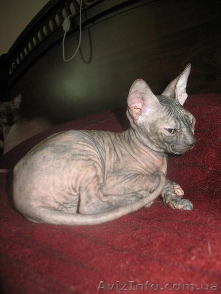 Донской сфинкс, (1 700.00 грн.) Полтава  - <ro>Изображение</ro><ru>Изображение</ru> #2, <ru>Объявление</ru> #382919