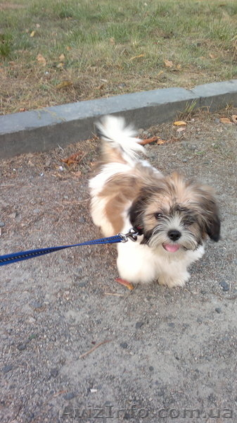 мальчик бивер йорк 3,5 мес - <ro>Изображение</ro><ru>Изображение</ru> #2, <ru>Объявление</ru> #403769