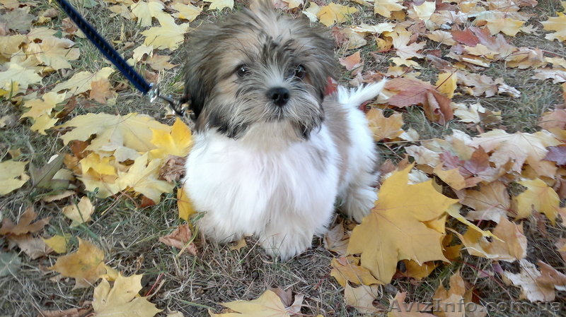 мальчик бивер йорк 3,5 мес - <ro>Изображение</ro><ru>Изображение</ru> #1, <ru>Объявление</ru> #403769