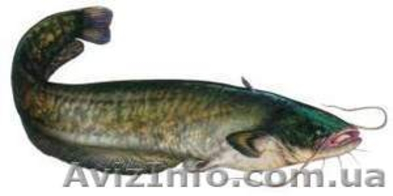 Продам рыбу карп судак товстолоб сом лещ плотва густёра - <ro>Изображение</ro><ru>Изображение</ru> #1, <ru>Объявление</ru> #430845