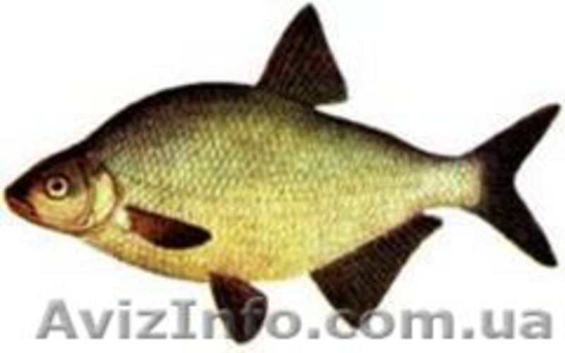 Продам рыбу карп судак товстолоб сом лещ плотва густёра - <ro>Изображение</ro><ru>Изображение</ru> #2, <ru>Объявление</ru> #430845