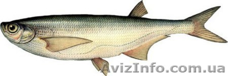 Продам рыбу карп судак товстолоб сом лещ плотва густёра - <ro>Изображение</ro><ru>Изображение</ru> #3, <ru>Объявление</ru> #430845