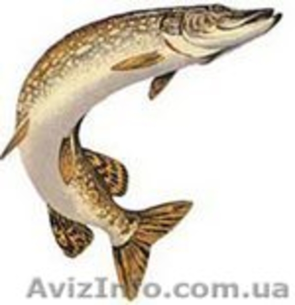 Продам рыбу карп судак товстолоб сом лещ плотва густёра - <ro>Изображение</ro><ru>Изображение</ru> #5, <ru>Объявление</ru> #430845