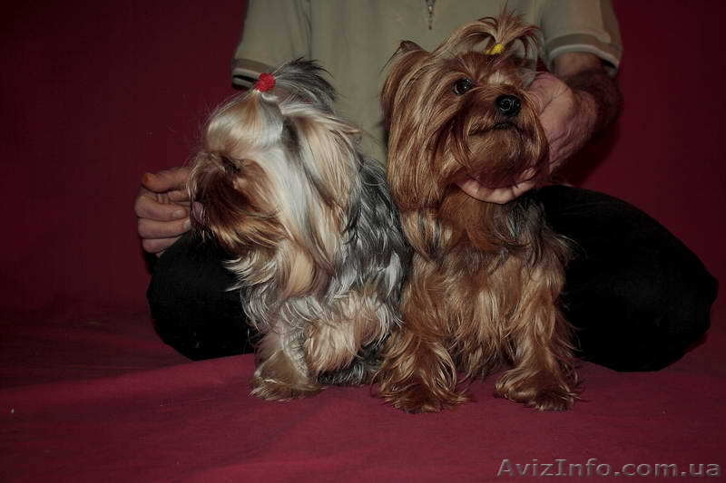 (йоркширский терьер). - <ro>Изображение</ro><ru>Изображение</ru> #4, <ru>Объявление</ru> #453412