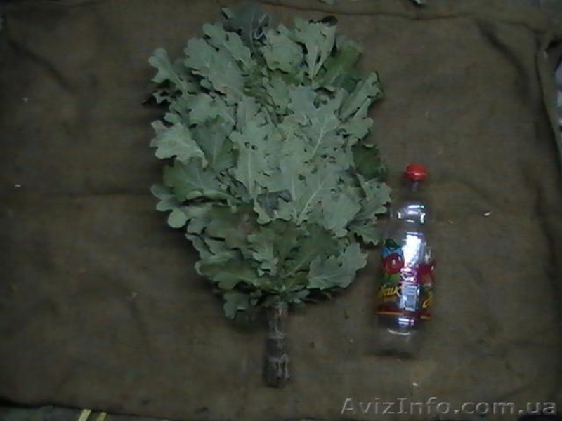 Веники для бани дубовые  - <ro>Изображение</ro><ru>Изображение</ru> #1, <ru>Объявление</ru> #483130