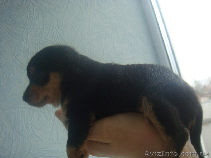 Самый лучший подарочек к новогодним праздникам - <ro>Изображение</ro><ru>Изображение</ru> #1, <ru>Объявление</ru> #472928