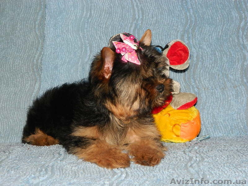 (йоркширский терьер). - <ro>Изображение</ro><ru>Изображение</ru> #2, <ru>Объявление</ru> #453412