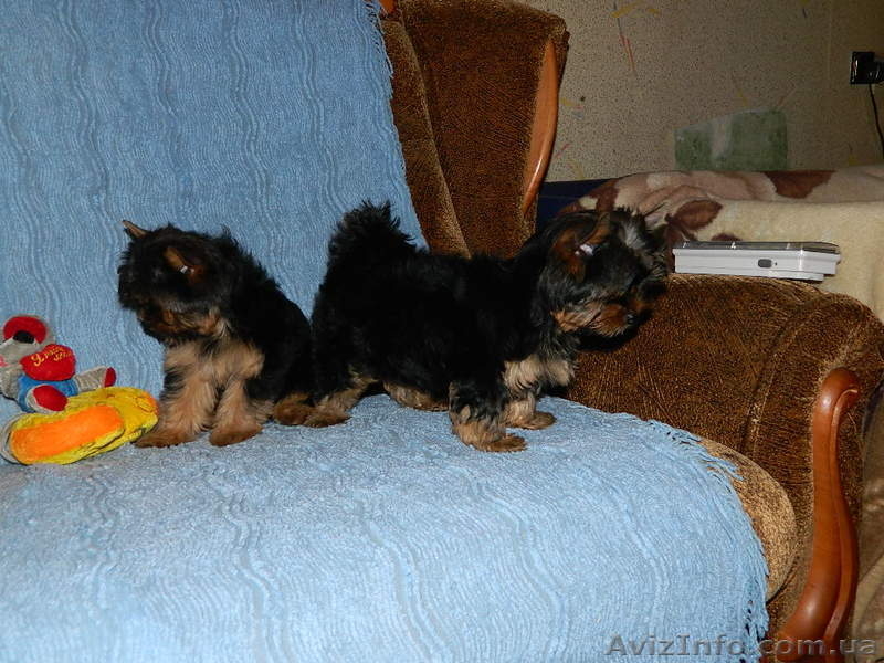 (йоркширский терьер). - <ro>Изображение</ro><ru>Изображение</ru> #1, <ru>Объявление</ru> #453412