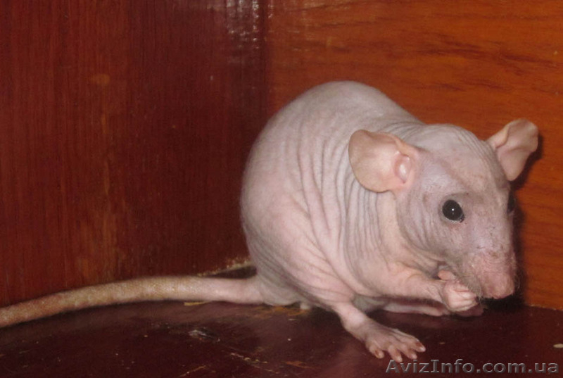 Декоративные крысы (грызуны) - <ro>Изображение</ro><ru>Изображение</ru> #2, <ru>Объявление</ru> #472945