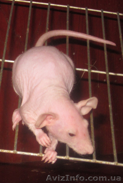 Декоративные крысы (грызуны) - <ro>Изображение</ro><ru>Изображение</ru> #1, <ru>Объявление</ru> #472945