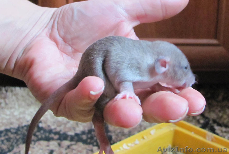 Декоративные крысы (грызуны) - <ro>Изображение</ro><ru>Изображение</ru> #3, <ru>Объявление</ru> #472945