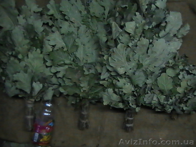 Веники для бани дубовые  - <ro>Изображение</ro><ru>Изображение</ru> #3, <ru>Объявление</ru> #483130