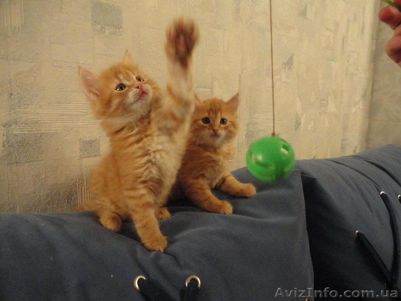 котята в гарні руки - <ro>Изображение</ro><ru>Изображение</ru> #1, <ru>Объявление</ru> #511844