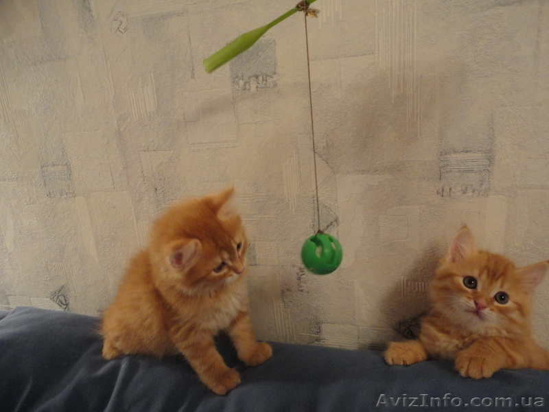 котята в гарні руки - <ro>Изображение</ro><ru>Изображение</ru> #2, <ru>Объявление</ru> #511844