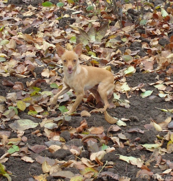 вязка той терьер - <ro>Изображение</ro><ru>Изображение</ru> #3, <ru>Объявление</ru> #485640