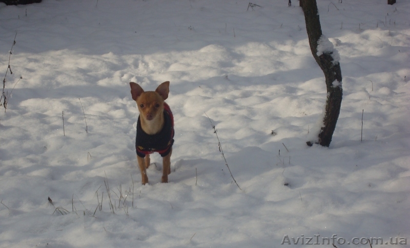 вязка той терьер - <ro>Изображение</ro><ru>Изображение</ru> #1, <ru>Объявление</ru> #485640