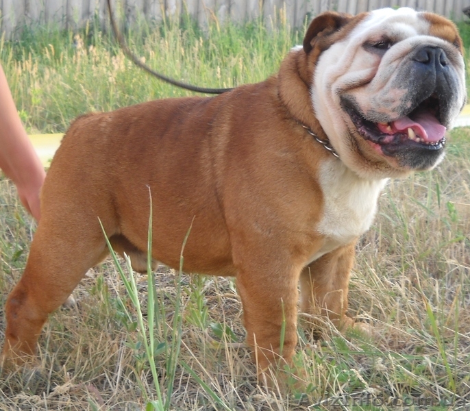 Предлагаем для вязки кобелей английского бульдога - <ro>Изображение</ro><ru>Изображение</ru> #5, <ru>Объявление</ru> #486465