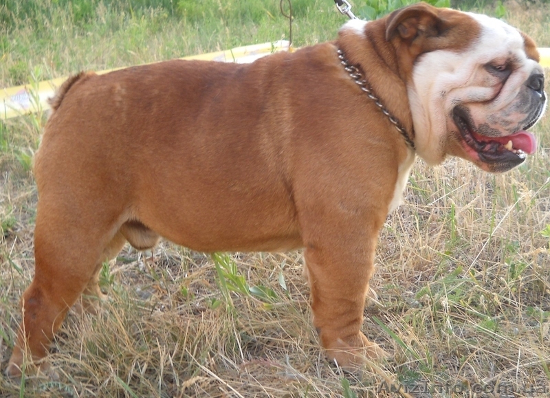 Предлагаем для вязки кобелей английского бульдога - <ro>Изображение</ro><ru>Изображение</ru> #4, <ru>Объявление</ru> #486465