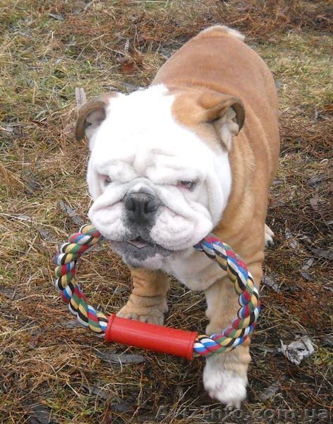 Предлагаем для вязки кобелей английского бульдога - <ro>Изображение</ro><ru>Изображение</ru> #2, <ru>Объявление</ru> #486465