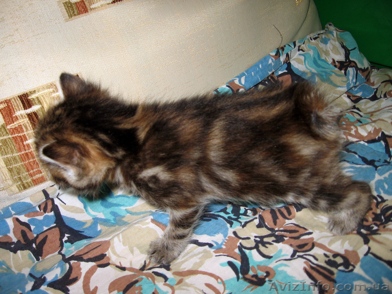 Курильские бобтейлы-домашняя рысь! - <ro>Изображение</ro><ru>Изображение</ru> #2, <ru>Объявление</ru> #485717