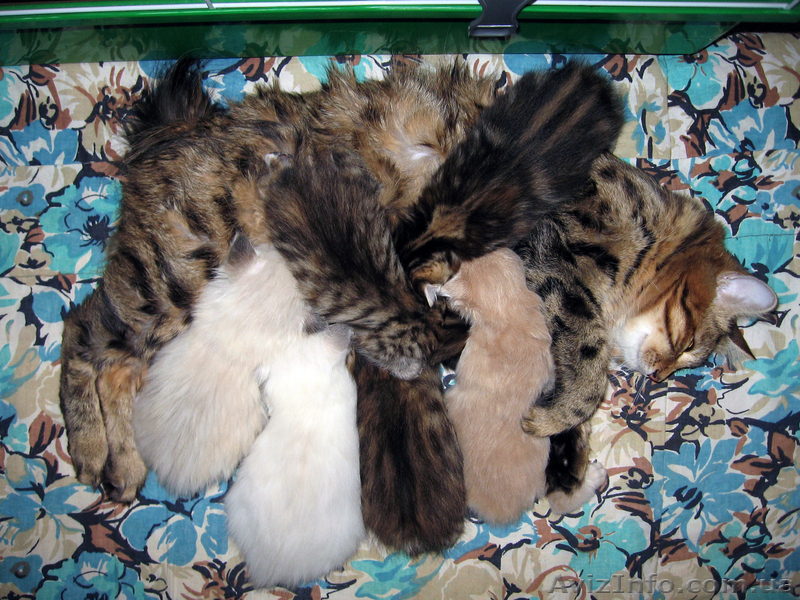 Курильские бобтейлы-домашняя рысь! - <ro>Изображение</ro><ru>Изображение</ru> #1, <ru>Объявление</ru> #485717