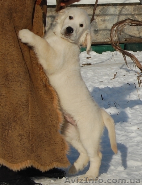 Продам подрощенных щенков золотистого ретривера - <ro>Изображение</ro><ru>Изображение</ru> #3, <ru>Объявление</ru> #541202