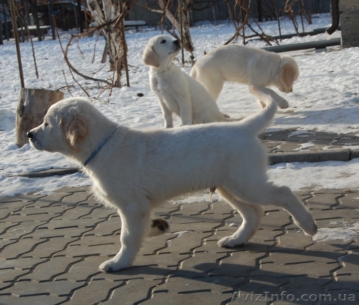 Продам подрощенных щенков золотистого ретривера - <ro>Изображение</ro><ru>Изображение</ru> #4, <ru>Объявление</ru> #541202