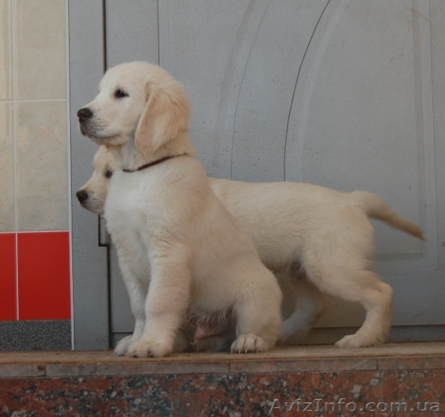 Продам подрощенных щенков золотистого ретривера - <ro>Изображение</ro><ru>Изображение</ru> #5, <ru>Объявление</ru> #541202