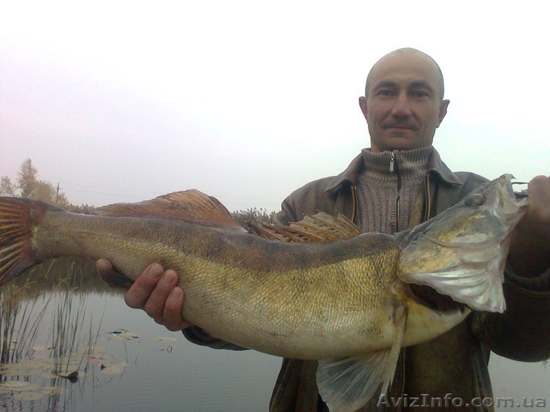 Турбаза Тополь возле с Келеберда - <ro>Изображение</ro><ru>Изображение</ru> #3, <ru>Объявление</ru> #577278