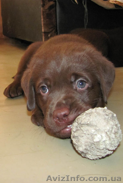 Лабрадор ретривер щенки на продажу - <ro>Изображение</ro><ru>Изображение</ru> #3, <ru>Объявление</ru> #472817