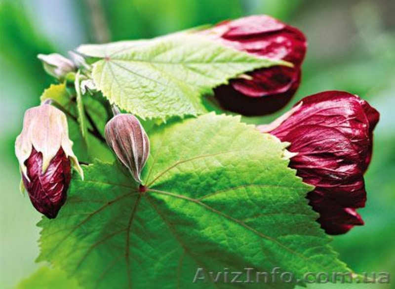 комнатные цветы - <ro>Изображение</ro><ru>Изображение</ru> #3, <ru>Объявление</ru> #613888