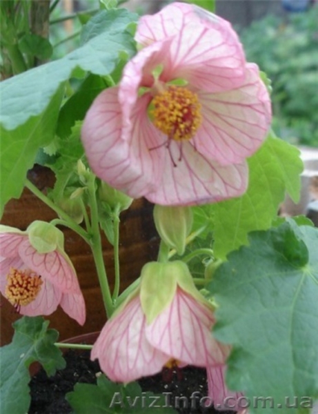 комнатные цветы - <ro>Изображение</ro><ru>Изображение</ru> #4, <ru>Объявление</ru> #613888