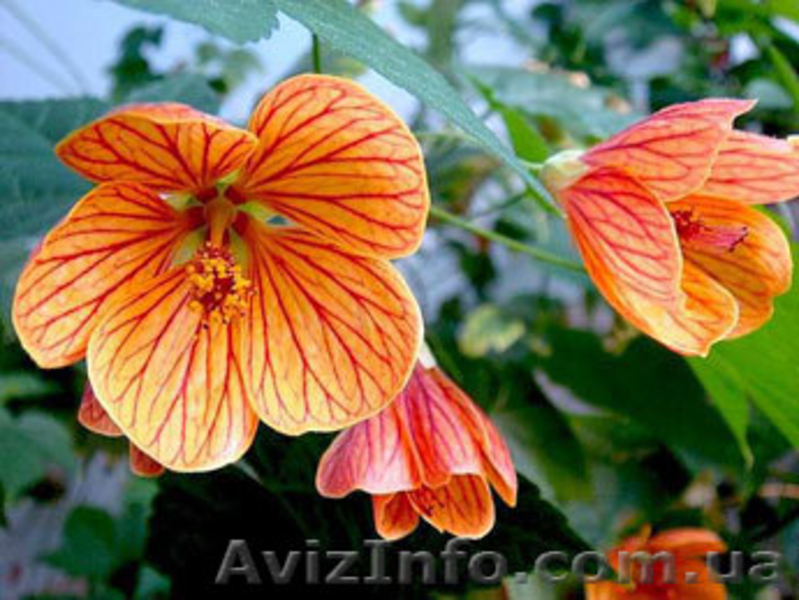 комнатные цветы - <ro>Изображение</ro><ru>Изображение</ru> #2, <ru>Объявление</ru> #613888