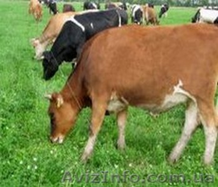 Электропастух, электроизгородь. Електрична огорожа. - <ro>Изображение</ro><ru>Изображение</ru> #2, <ru>Объявление</ru> #623772