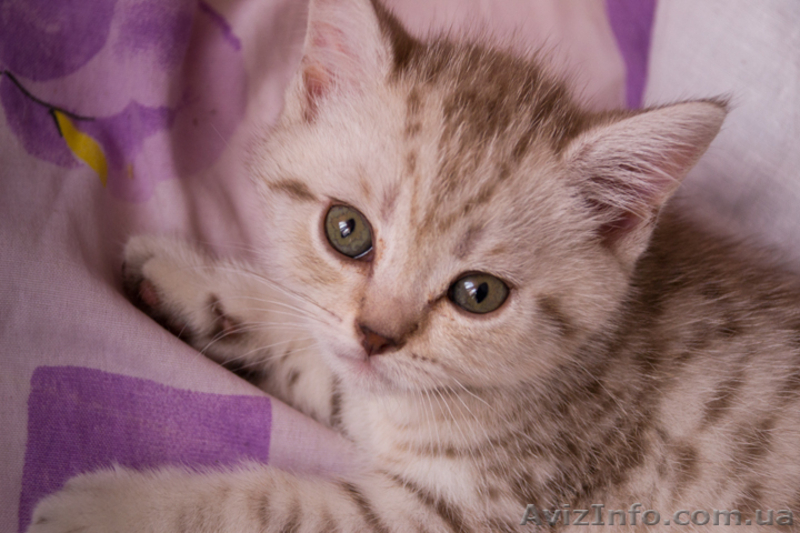 Чудо малыши британцы - <ro>Изображение</ro><ru>Изображение</ru> #2, <ru>Объявление</ru> #652552