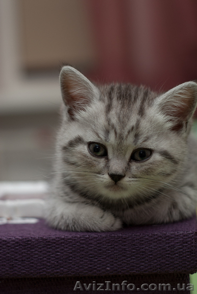 Чудо малыши британцы - <ro>Изображение</ro><ru>Изображение</ru> #1, <ru>Объявление</ru> #652552