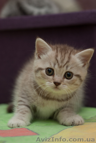 Чудо малыши британцы - <ro>Изображение</ro><ru>Изображение</ru> #3, <ru>Объявление</ru> #652552