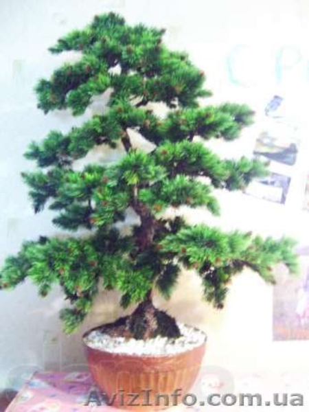 Искусственные деревья бонсай. Сосна, лиственные, бисерные - <ro>Изображение</ro><ru>Изображение</ru> #1, <ru>Объявление</ru> #652852