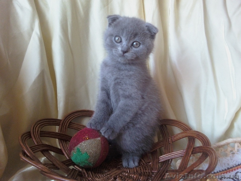 ШИКАРНЫЕ КОТЯТА  - <ro>Изображение</ro><ru>Изображение</ru> #1, <ru>Объявление</ru> #681359