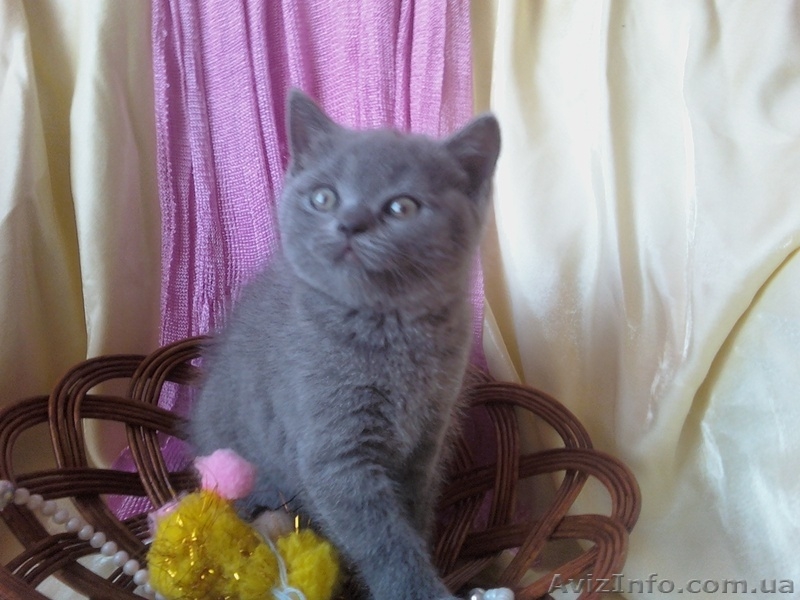 ШИКАРНЫЕ КОТЯТА  - <ro>Изображение</ro><ru>Изображение</ru> #2, <ru>Объявление</ru> #681359