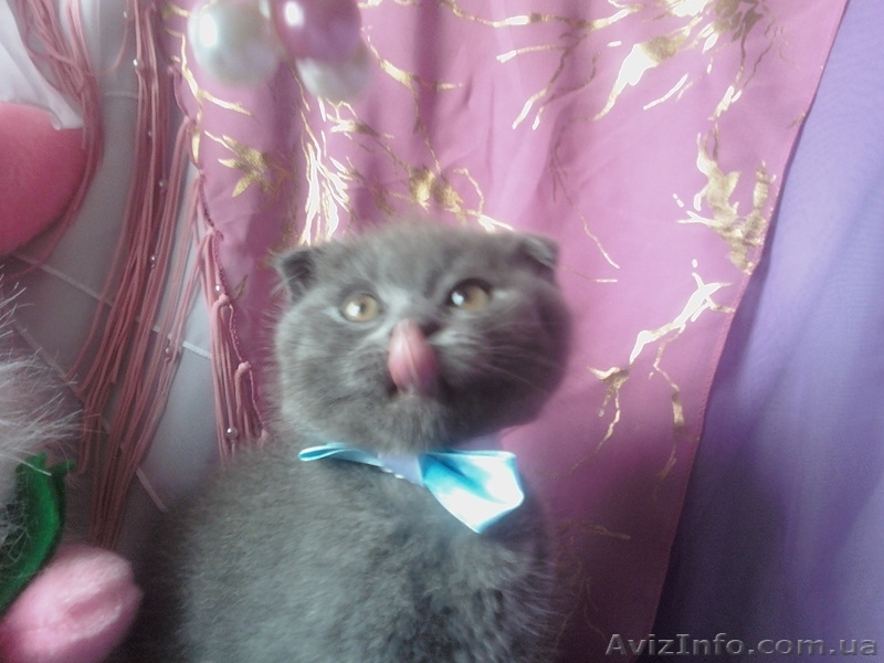 ШИКАРНЫЕ КОТЯТА  - <ro>Изображение</ro><ru>Изображение</ru> #3, <ru>Объявление</ru> #681359