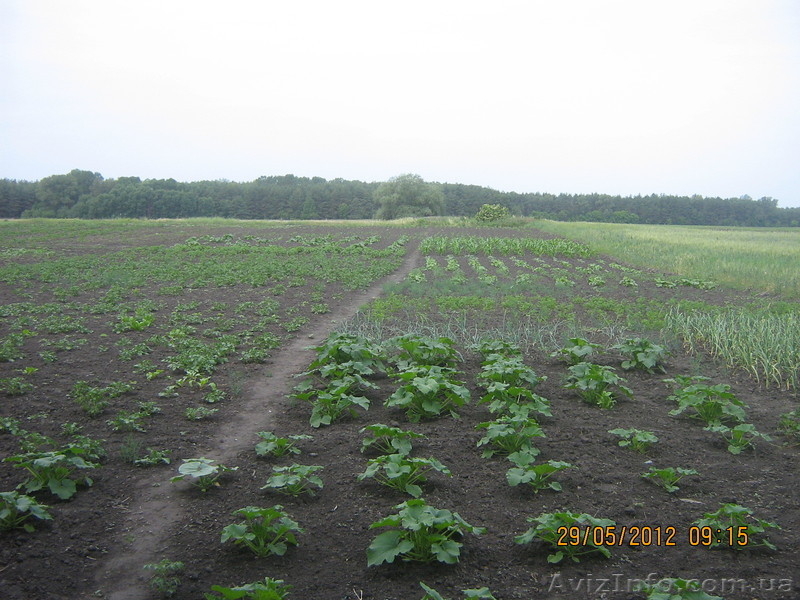 Продается газифицированный дом в селе Мушты Решетиловского района.  - <ro>Изображение</ro><ru>Изображение</ru> #8, <ru>Объявление</ru> #676466