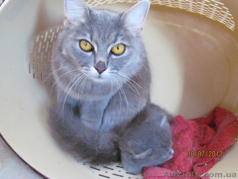 кошечки британки - <ro>Изображение</ro><ru>Изображение</ru> #2, <ru>Объявление</ru> #708234