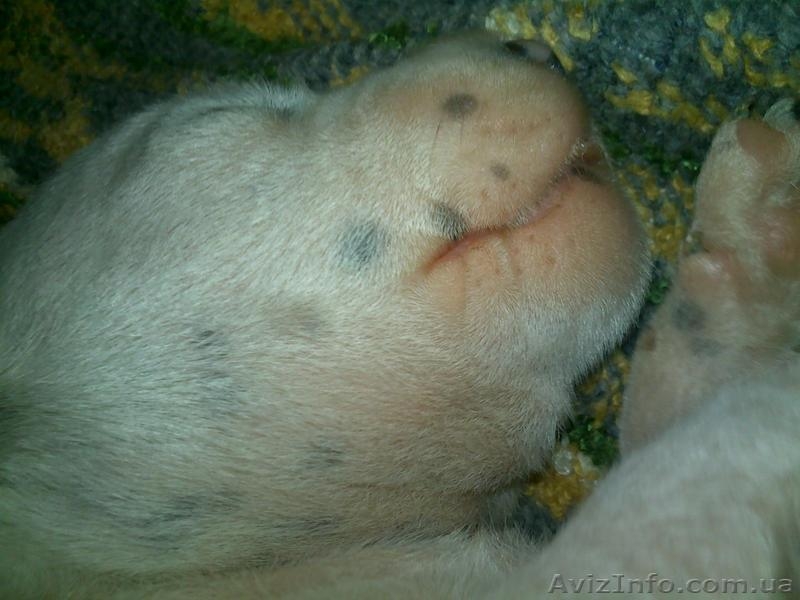 Далматинцы. Продам щенков. Родились 16.09.2012г. Чистокровные.Продаются с 16.10. - <ro>Изображение</ro><ru>Изображение</ru> #2, <ru>Объявление</ru> #763153