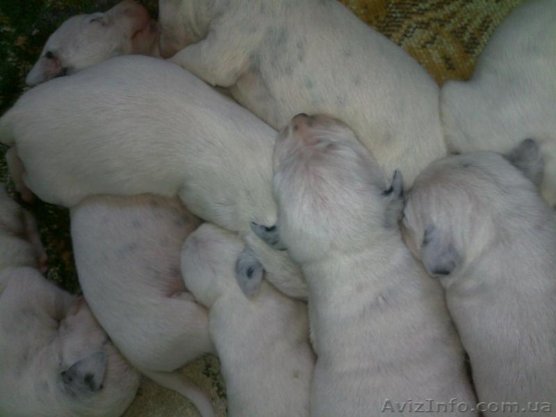 Далматинцы. Продам щенков. Родились 16.09.2012г. Чистокровные.Продаются с 16.10. - <ro>Изображение</ro><ru>Изображение</ru> #4, <ru>Объявление</ru> #763153